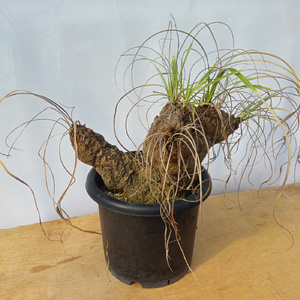 キセロフィタ トリコフィラ (発根管理済) A003｜観葉植物 コーデックス 盆栽 鉢植え インテリア ハコネコ [0684]