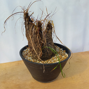 キセロフィタ トリコフィラ (発根管理済) A006｜観葉植物 コーデックス 盆栽 鉢植え インテリア ハコネコ [0687]