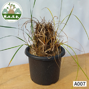 キセロフィタ トリコフィラ (発根管理済) A007｜観葉植物 コーデックス 盆栽 鉢植え インテリア ハコネコ [0688]