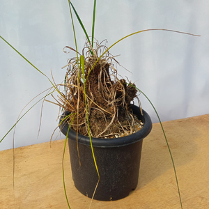 キセロフィタ トリコフィラ (発根管理済) A007｜観葉植物 コーデックス 盆栽 鉢植え インテリア ハコネコ [0688]