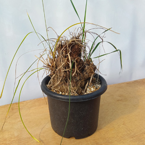 キセロフィタ トリコフィラ (発根管理済) A007｜観葉植物 コーデックス 盆栽 鉢植え インテリア ハコネコ [0688]