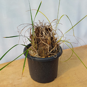 キセロフィタ トリコフィラ (発根管理済) A007｜観葉植物 コーデックス 盆栽 鉢植え インテリア ハコネコ [0688]