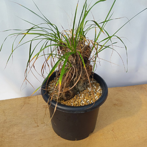 キセロフィタ トリコフィラ (発根管理済) A008｜観葉植物 コーデックス 盆栽 鉢植え インテリア ハコネコ [0689]