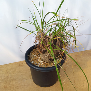 キセロフィタ トリコフィラ (発根管理済) A008｜観葉植物 コーデックス 盆栽 鉢植え インテリア ハコネコ [0689]
