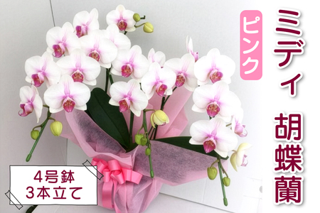 [予約受付] やない洋蘭園 ミディ胡蝶蘭ピンク (4号鉢／3本立て)｜コンパクト 花 洋ラン ギフト お祝い 誕生日 記念日 敬老の日 長寿祝い 開店祝い 移転 開院 内祝い 発表会 [0670]