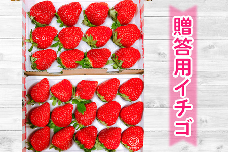 和田農園 イチゴDX｜いちご 苺 直送 デラックス 贈答 プレゼント 印西 千葉 [0531]