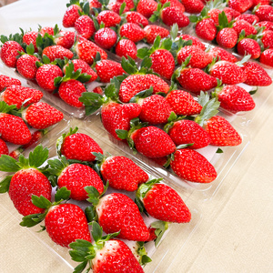 和田農園 イチゴDX｜いちご 苺 直送 デラックス 贈答 プレゼント 印西 千葉 [0531]