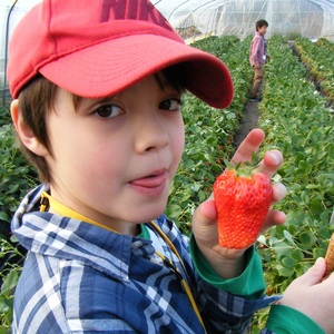 和田農園《4月》平日限定 いちご狩りチケット｜いちご 苺 体験 食べ放題 時間無制限 印西 千葉 [0533]