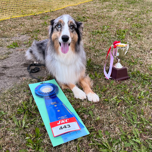 水口ドッグスクール 通い訓練 (1回)｜犬 しつけ レッスン トレーニング 競技 飼い主 印西 千葉 [0508]