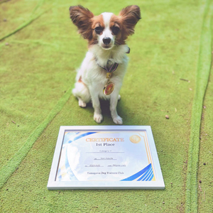 水口ドッグスクール 通い訓練 (1回)｜犬 しつけ レッスン トレーニング 競技 飼い主 印西 千葉 [0508]