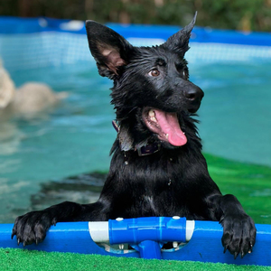 水口ドッグスクール 通い訓練 (1回)｜犬 しつけ レッスン トレーニング 競技 飼い主 印西 千葉 [0508]