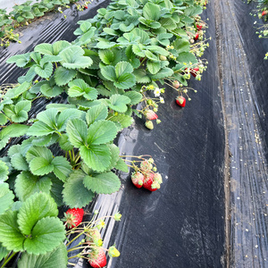 和田農園《3月》平日限定 いちご狩りチケット｜いちご 苺 体験 食べ放題 時間無制限 印西 千葉 [0532]