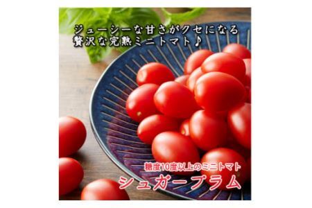 完熟ミニトマト シュガープラムギフト Cセット｜甘い プチトマト 野菜 フルーツ とまと ギフト プレゼント 贈答 お中元 お歳暮 [0232]