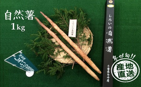 自然薯 1kg 箱入り 減農薬 減化学肥料 千葉県 白井市産 山芋 とろろご飯 山かけご飯 おすすめ お歳暮 贈り物 ギフト 粘り強い ちばエコ農産物