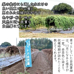 自然薯 1kg 箱入り 減農薬 減化学肥料 千葉県 白井市産 山芋 とろろご飯 山かけご飯 おすすめ お歳暮 贈り物 ギフト 粘り強い ちばエコ農産物