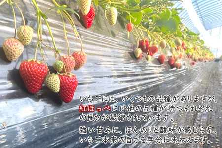 【2026年1月下旬発送 】いちご 紅ほっぺ デラックス 2箱 完熟 苺 朝採り 新鮮 美味しい 甘い おすすめ 高級 果物 フルーツ ストロベリー