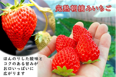 【2026年1月下旬発送 】いちご 紅ほっぺ デラックス 2箱 完熟 苺 朝採り 新鮮 美味しい 甘い おすすめ 高級 果物 フルーツ ストロベリー