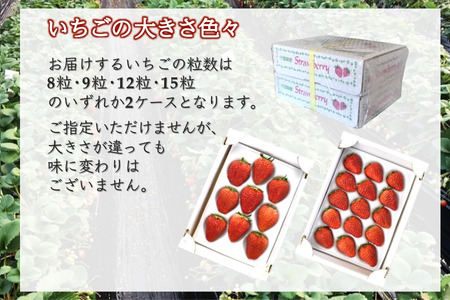【2026年1月下旬発送 】いちご 紅ほっぺ デラックス 2箱 完熟 苺 朝採り 新鮮 美味しい 甘い おすすめ 高級 果物 フルーツ ストロベリー
