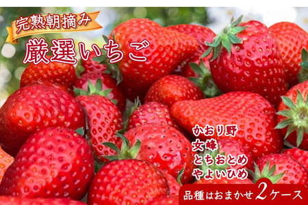 【2026年1月中旬発送 】厳選いちご 2ケース かおり野 女峰 とちおとめ やよいひめ 美味しい イチゴ 苺 完熟 甘い 新鮮 朝採り おすすめ 高級 果物 フルーツ ストロベリー