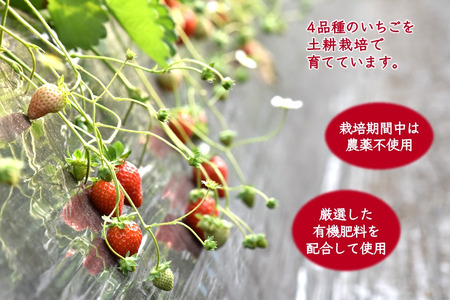【2026年1月中旬発送 】厳選いちご 2ケース かおり野 女峰 とちおとめ やよいひめ 美味しい イチゴ 苺 完熟 甘い 新鮮 朝採り おすすめ 高級 果物 フルーツ ストロベリー