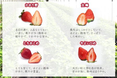 【2026年1月中旬発送 】厳選いちご 2ケース かおり野 女峰 とちおとめ やよいひめ 美味しい イチゴ 苺 完熟 甘い 新鮮 朝採り おすすめ 高級 果物 フルーツ ストロベリー