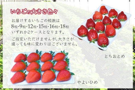 【2026年1月中旬発送 】厳選いちご 2ケース かおり野 女峰 とちおとめ やよいひめ 美味しい イチゴ 苺 完熟 甘い 新鮮 朝採り おすすめ 高級 果物 フルーツ ストロベリー