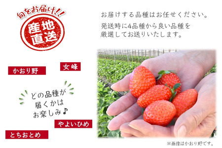 【2026年1月中旬発送 】厳選いちご 2ケース かおり野 女峰 とちおとめ やよいひめ 美味しい イチゴ 苺 完熟 甘い 新鮮 朝採り おすすめ 高級 果物 フルーツ ストロベリー
