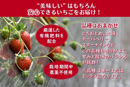 冷凍いちご 1kg バラ凍結 真空パック 栽培期間中農薬不使用 ヘタ取り済み 低温急速冷凍 いちご本来の甘さと香り フローズンストロベリー