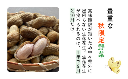 【新豆】農家直送！千葉県産「生落花生」おおまさり1.2kg オーガニックファーム AIBA FARM 生落花生 生らっかせい 生ピーナッツ 落花生 らっかせい 千葉県 富里市 皮付き 殻付き ピーナッツ ぴーなつ 南京豆 TML005