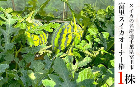 【数量限定】富里スイカオーナー権(1株)ふるさと納税 スイカ オーナー 大玉スイカ 千葉県 富里市 TMA001