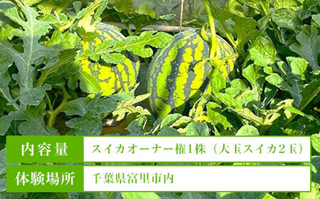 【数量限定】富里スイカオーナー権(1株)ふるさと納税 スイカ オーナー 大玉スイカ 千葉県 富里市 TMA001