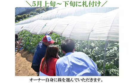 【数量限定】富里スイカオーナー権(1株)ふるさと納税 スイカ オーナー 大玉スイカ 千葉県 富里市 TMA001