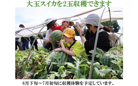 【数量限定】富里スイカオーナー権(1株)ふるさと納税 スイカ オーナー 大玉スイカ 千葉県 富里市 TMA001