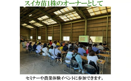 【数量限定】富里スイカオーナー権(1株)ふるさと納税 スイカ オーナー 大玉スイカ 千葉県 富里市 TMA001