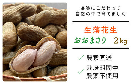 【先行予約・新豆 】【栽培期間中農薬不使用】千葉県産 大粒 農家直送！「生落花生」おおまさり２kg　【 ふるさと納税 人気 おすすめ ランキング 皮付き 殻付き ピーナッツ ピーナツ 落花生 千葉県 富里市 送料無料 】TML009
