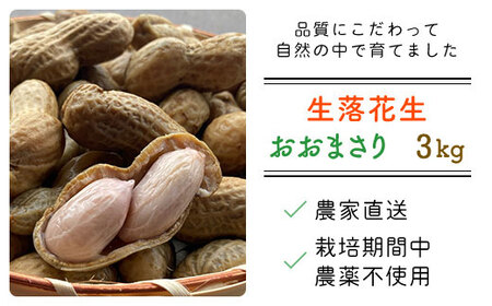 【先行予約・新豆 】【栽培期間中農薬不使用】千葉県産 大粒 農家直送！「生落花生」おおまさり３kg　【 ふるさと納税 人気 おすすめ ランキング 皮付き 殻付き ピーナッツ ピーナツ 落花生 千葉県 富里市 送料無料 】TML010