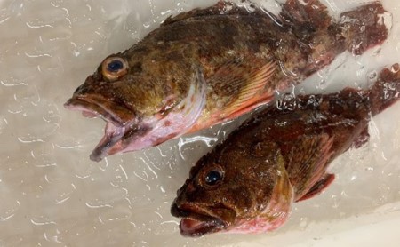 希少・高級地魚をうろこ・内臓除去でお届けで簡単調理