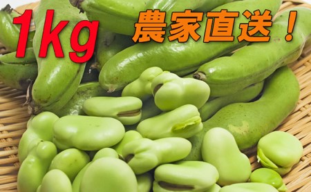 【先行受付】『そら豆/ソラマメ 1kg』農家直送!発送当日に収穫します!5月上旬より順次発送
