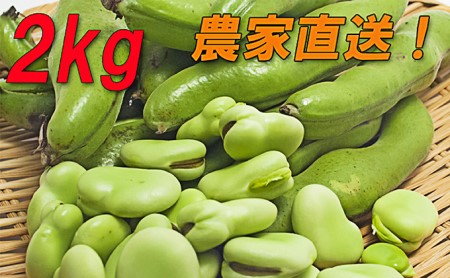 【先行受付】『そら豆/ソラマメ 2kg』農家直送!発送当日に収穫します!5月上旬より順次発送