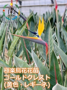 極楽鳥花花苗 ゴールドクレスト 黄色 レギーネ 千葉県南房総市 ふるさと納税サイト ふるなび