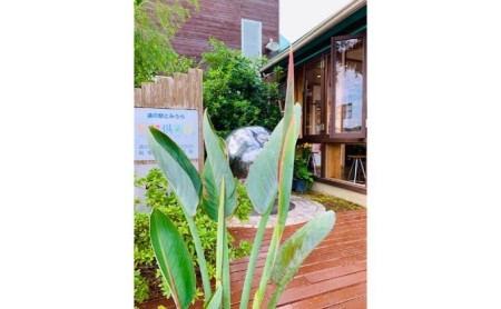 極楽鳥花花苗 ゴールドクレスト 黄色 レギーネ 千葉県南房総市 ふるさと納税サイト ふるなび