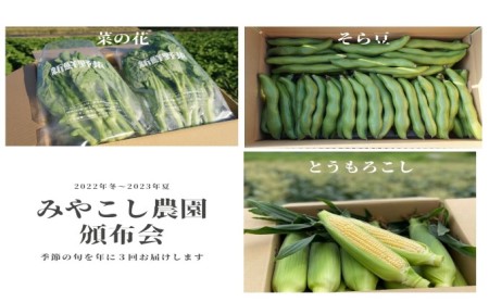 【頒布会】みやこし農園のお野菜(菜花・そら豆・とうもろこし)を旬の時期にお届け