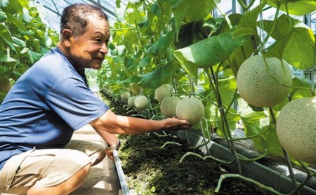 お漬物にぴったり 安田農園の摘果メロン（子メロン）1kg | 千葉県南