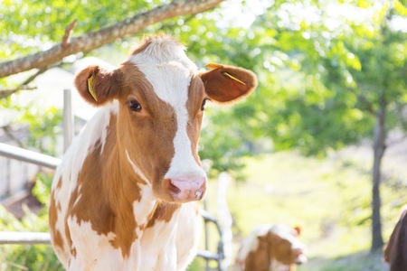 近藤牧場のリコッタプリン（120ml×9個） mi0003-0014