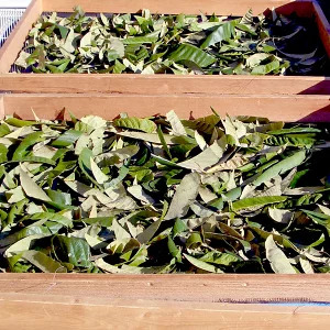 びわ葉茶 mi0011-0001 お茶 飲料 びわ 茶葉 ティーパック