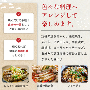 訳あり ししゃも 子持ちシシャモ 1.5kg (500g×3袋) 傷 小分け mi0012-0116