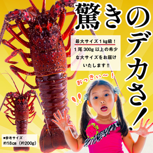 房州産大伊勢えび　約2kg 海老 海産物 海鮮 高級食材 贈答品 mi0014-0004