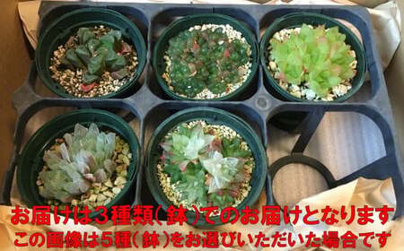 多肉植物「ハオルチア 3種セット」 mi0034-0002 | 千葉県南房総市