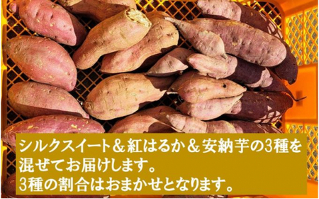 千葉県産 サツマイモ シルクスイート 20kg サイズミックス - 野菜