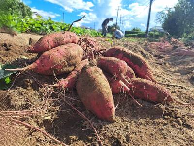 【思いやり型返礼品】【2025年12月上旬~2026年1月下旬発送予定】訳あり さつまいも(土付き)(紅はるか)サイズ、形不揃い mi0061-0004